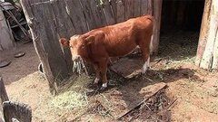 Корова по социальному контракту. Доброе утро. Фрагмент выпуска от 20.08.2015