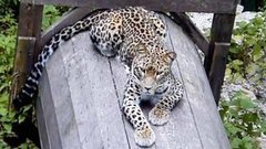 Важное задание леопарда Грома. Доброе утро. Фрагмент выпуска от 11.08.2015