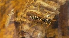 Осторожно, осы! Доброе утро. Фрагмент выпуска от 10.08.2015