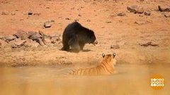 В мире. Схватка тигра с медведицей. Доброе утро. Фрагмент выпуска от 20.03.2018