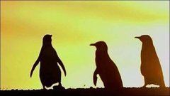 В мире. Рай для пингвинов. Доброе утро. Фрагмент выпуска от 08.10.2015