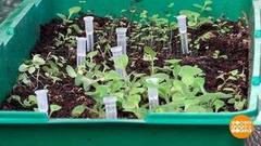 Точечный полив рассады. Доброе утро. Фрагмент выпуска от 30.03.2018