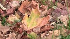 Листва: убирать или нет? Доброе утро. Фрагмент выпуска от 13.10.2015