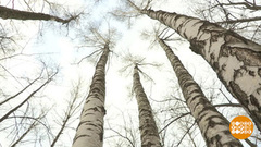 Береза белая, подруга. Доброе утро. Фрагмент выпуска от 11.04.2018