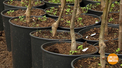 Что вырастет, то вырастет? Доброе утро. Фрагмент выпуска от 16.04.2018