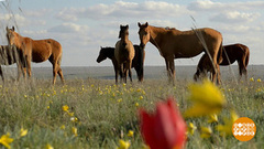 Верблюды, луки и тюльпаны. Доброе утро. Фрагмент выпуска от 23.04.2018