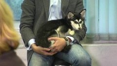 Дрессируем босса. Доброе утро. Фрагмент выпуска от 22.10.2015