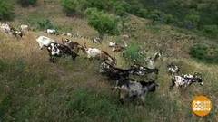 В мире. Уникальные козы. Доброе утро. Фрагмент выпуска от 29.06.2018