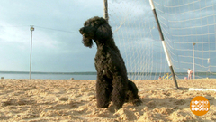 Вратарь породы пудель и другие. Доброе утро. Фрагмент выпуска от 09.07.2018