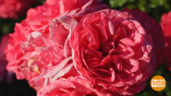 Роза: красавица, капризница. Доброе утро. Фрагмент выпуска от 09.07.2018