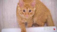 Один дома: кот Алексея Кортнева. Видели видео? Фрагмент выпуска от 19.07.2018