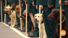 Четвероногие таможенники. Доброе утро. Фрагмент выпуска от 24.07.2018