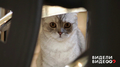 Один дома: собака, коты и куры Бьянки. Видели видео? Фрагмент выпуска от 30.07.2018