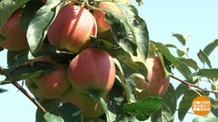 Овощи и фрукты? Уродились! Доброе утро. Фрагмент выпуска от 31.07.2018