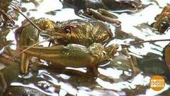 Где раки зимуют? На ферме! Доброе утро. Фрагмент выпуска от 02.10.2018