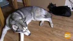 Как подружились хаски Айрин и котенок Луна. Доброе утро. Фрагмент выпуска от 11.10.2018