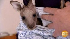 В мире. Убежище для кенгуру. Доброе утро. Фрагмент выпуска от 18.10.2018