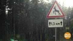 Осторожно, лоси! Доброе утро. Фрагмент выпуска от 24.10.2018