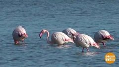 В мире. Зимовка фламинго. Доброе утро. Фрагмент выпуска от 07.02.2019