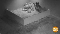 В мире. Трио тигрят. Доброе утро. Фрагмент выпуска от 21.02.2019