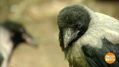 Хроника пикирующей вороны. Доброе утро. Фрагмент выпуска от 05.04.2019