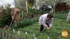 Палисадник: как по закону? Доброе утро. Фрагмент выпуска от 24.04.2019