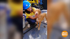 В мире. Спасение пса. Доброе утро. Фрагмент выпуска от 06.05.2019