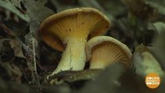 Лисички пошли! Пошли за лисичками! Доброе утро. Фрагмент выпуска от 13.06.2019