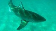 В мире. Засилье акул. Доброе утро. Фрагмент выпуска от 09.11.2015