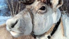 Саамы. Главный в семье — олень! Доброе утро. Фрагмент выпуска от 14.12.2015