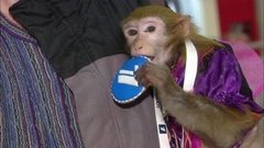 Познакомьтесь: вот он, символ года! Доброе утро. Фрагмент выпуска от 28.12.2015