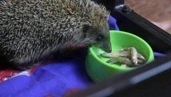 Ежи не спят