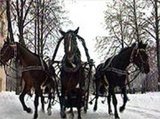 В Ярославле на конно-каретном дворе городского парка культуры воспитывают лучших в России рысаков