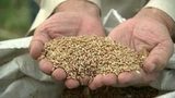 Ученые из Подмосковья вывели новые сорта пшеницы, которые не боятся болезней и плохой погоды