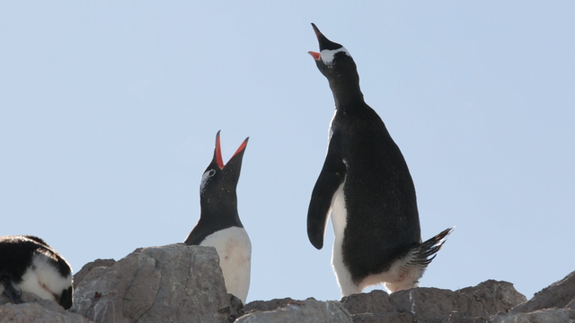 <p>Антарктида</p>