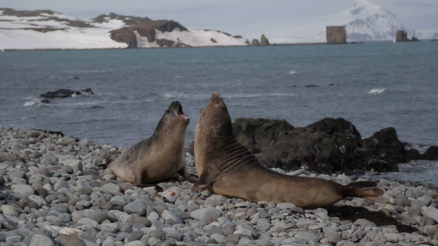 <p>Антарктида</p>