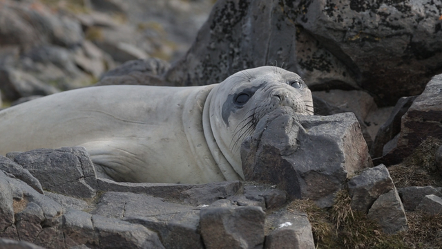 <p>Антарктида</p>