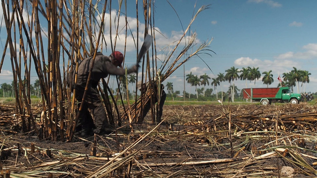 <p>Основная отрасль кубинской экономики — сахарная промышленность</p>