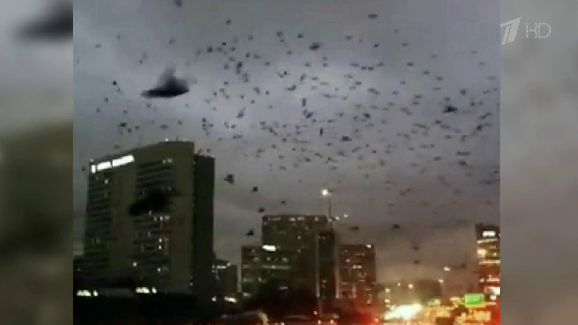 В американском Хьюстоне огромная стая птиц парализовала движение на дороге. Хиты интернета