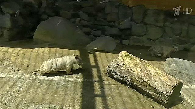 Братская помощь: тигрята помогают своему брату выбраться из западни. Хиты интернета