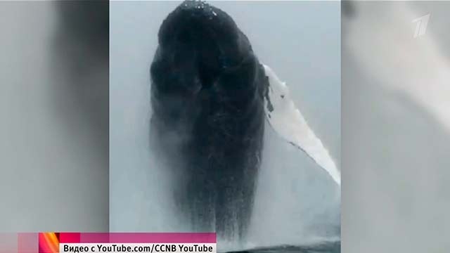 В Канаде туристы сняли видеоролик, который едва не стоил им жизни. Хиты интернета