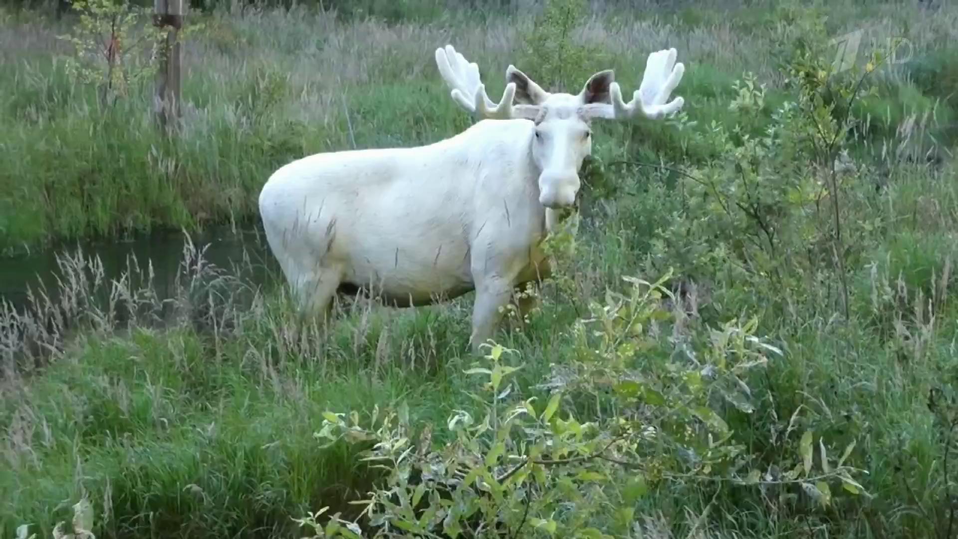 Необычного белого лося сняли на видео в Швеции. Хиты интернета
