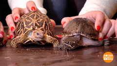 Эти стремительные черепахи. Доброе утро. Фрагмент выпуска от 23.05.2019
