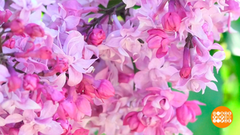 Сирень цветет! Доброе утро. Фрагмент выпуска от 23.05.2019