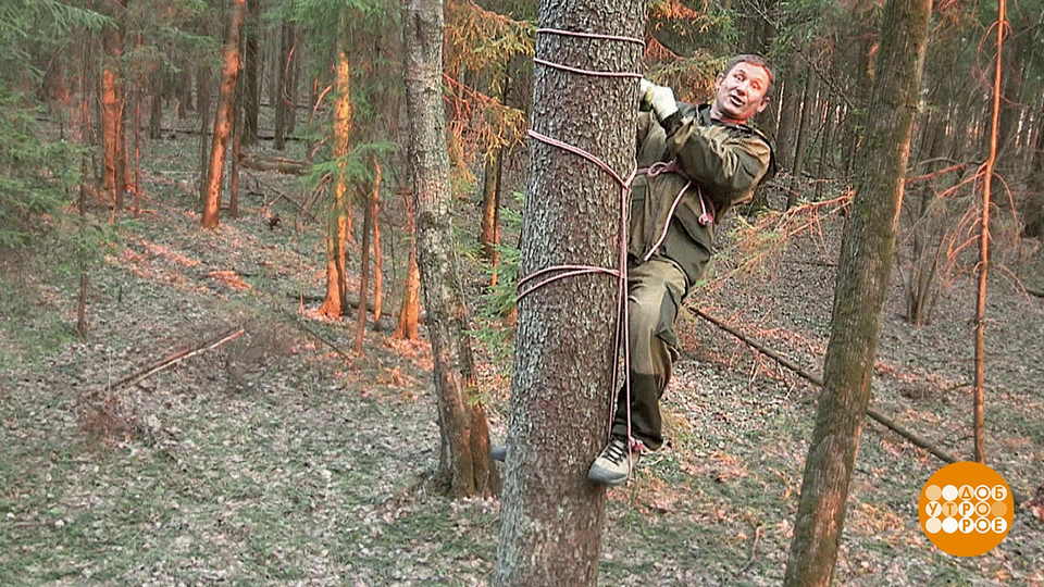 Петля в лесу. Приспособления для залезания на деревья. Залезть на дерево с помощью веревки. Взбираться на дерево. Петли для залезания на дерево.
