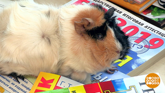 ЕГЭ: антистрессовая морская свинка и не только. Доброе утро. Фрагмент выпуска от 27.05.2019