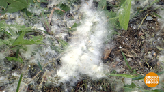 Тополиный пух — жара и май! Доброе утро. Фрагмент выпуска от 27.05.2019