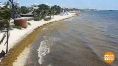 В мире. Вторжение ядовитых водорослей. Доброе утро. Фрагмент выпуска от 28.05.2019