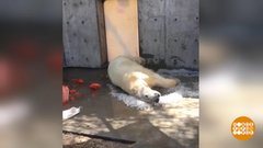 В мире. Радость полярной медведицы. Доброе утро. Фрагмент выпуска от 28.05.2019