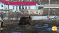 Косолапых не ждали? Доброе утро. Фрагмент выпуска от 28.05.2019